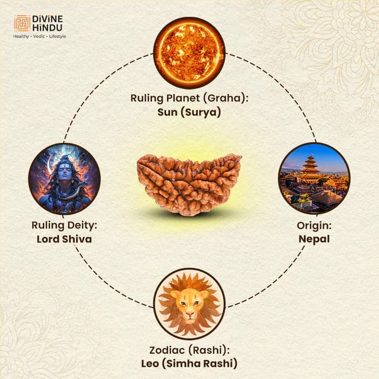1 Mukhi Nepali Rudraksha - Ek Mukhi 3