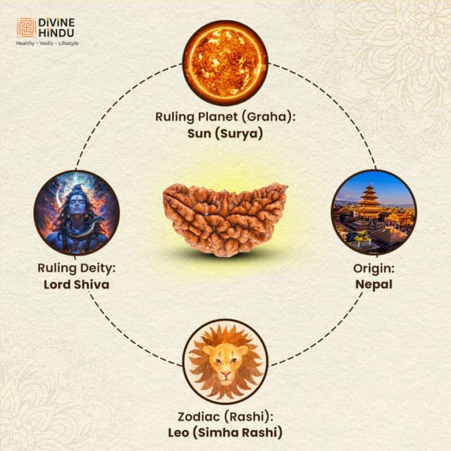 1 Mukhi Nepali Rudraksha - Ek Mukhi thumbnail 3
