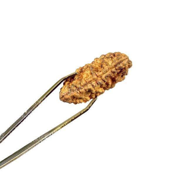 1 Mukhi Nepali Rudraksha - Ek Mukhi