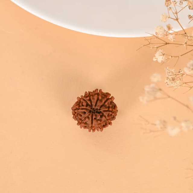 10 Mukhi Nepali Rudraksha - Das Mukhi thumbnail 2