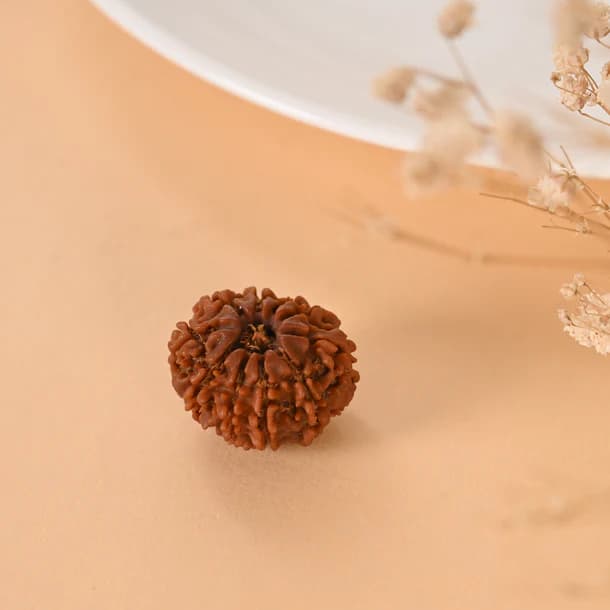 10 Mukhi Nepali Rudraksha - Das Mukhi