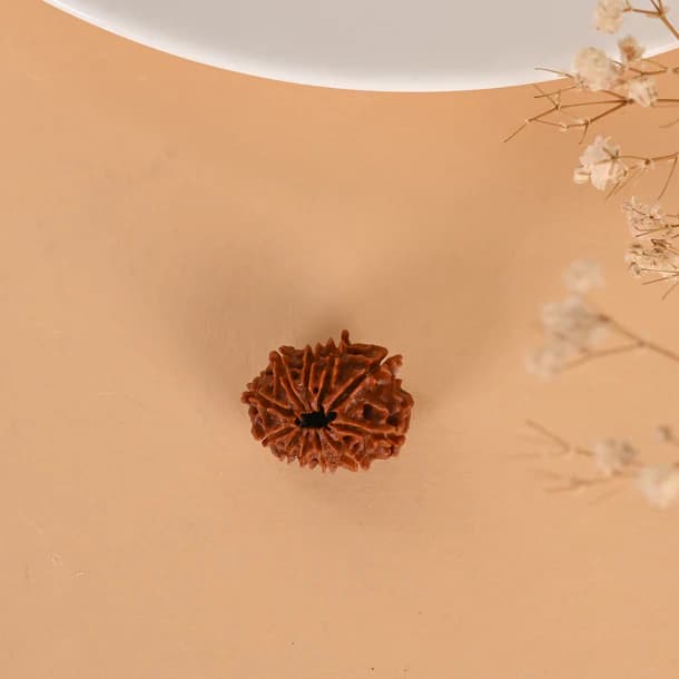 11 Mukhi Nepali Rudraksha - Gyarah Mukhi thumbnail 3