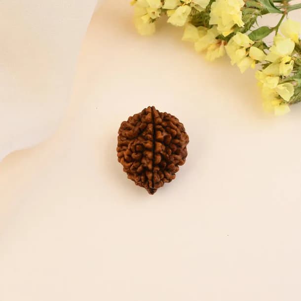2 Mukhi Nepali Rudraksha - Do Mukhi thumbnail 2