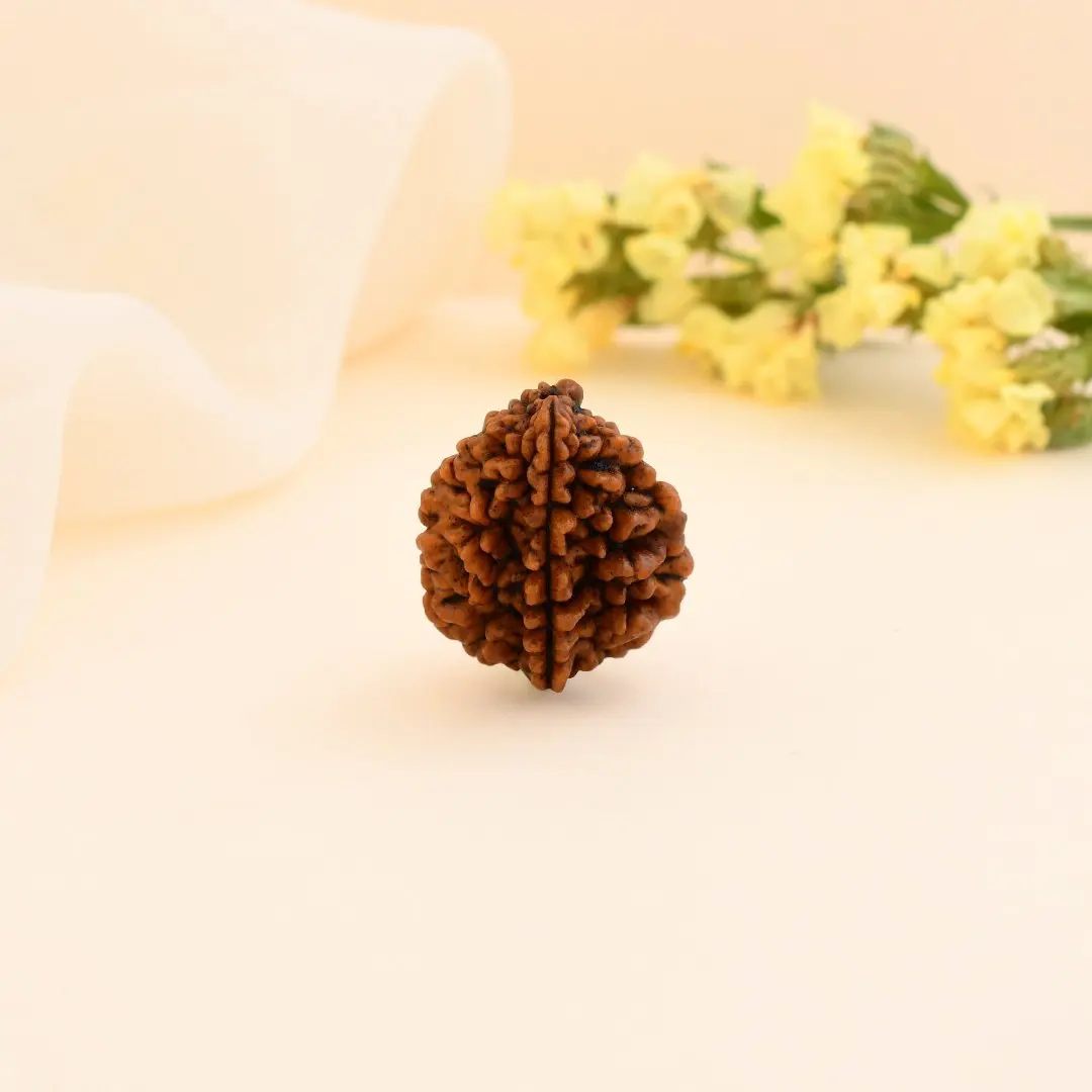2 Mukhi Nepali Rudraksha - Do Mukhi 3