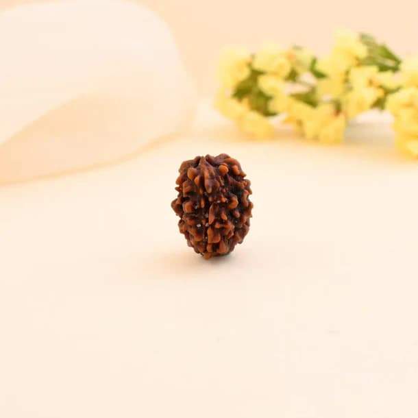 3 Mukhi Nepali Rudraksha - Teen Mukhi thumbnail 2