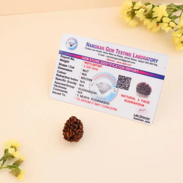3 Mukhi Nepali Rudraksha - Teen Mukhi thumbnail 3
