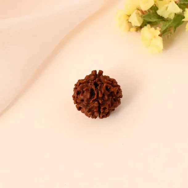 4 Mukhi Nepali Rudraksha - Chaar Mukhi thumbnail 2