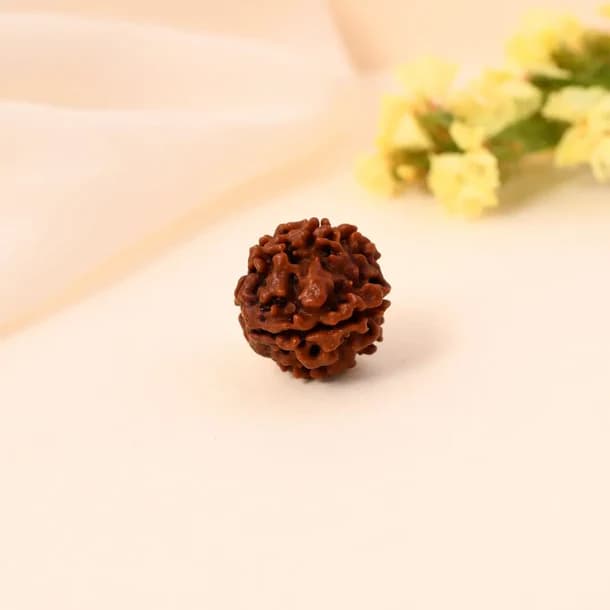 4 Mukhi Nepali Rudraksha - Chaar Mukhi thumbnail 3