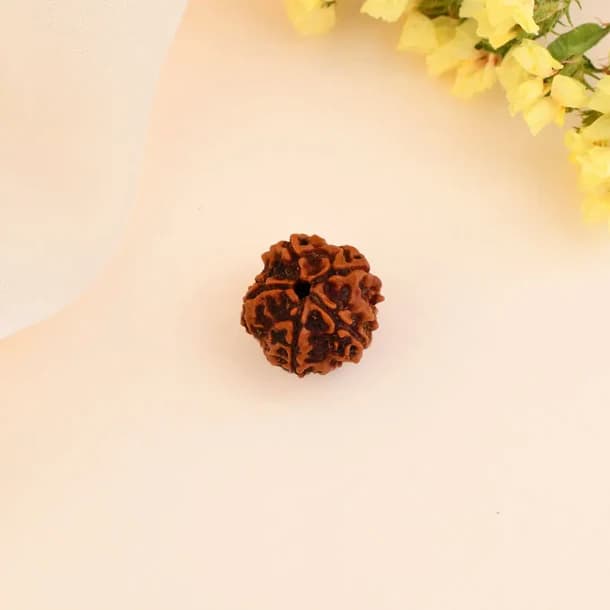 5 Mukhi Nepali Rudraksha - Paanch Mukhi thumbnail 2