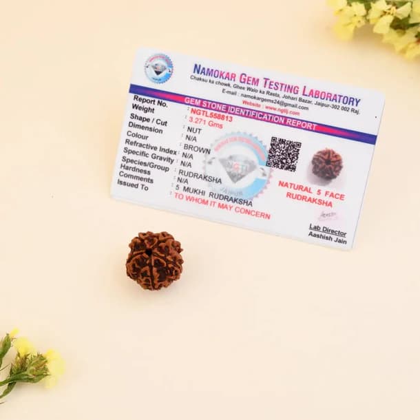 5 Mukhi Nepali Rudraksha - Paanch Mukhi 4