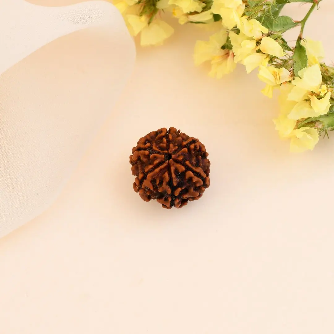 6 Mukhi Nepali Rudraksha - Chhah Mukhi 3