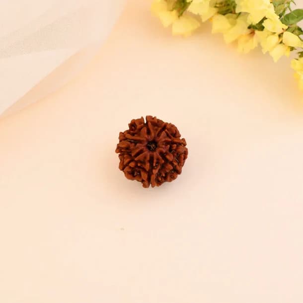 7 Mukhi Nepali Rudraksha - Saat Mukhi thumbnail 2