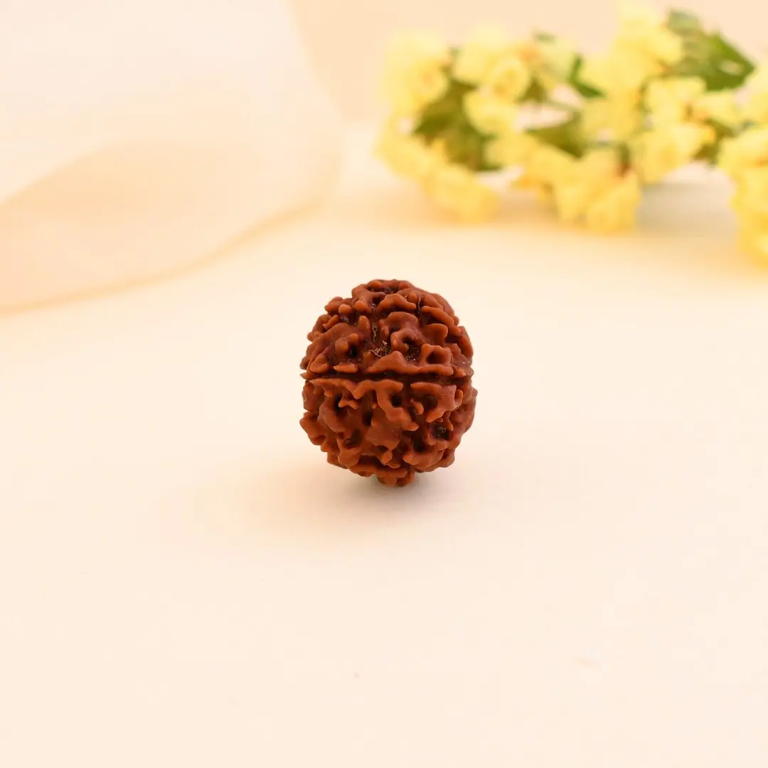 7 Mukhi Nepali Rudraksha - Saat Mukhi 3