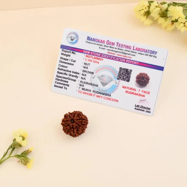 7 Mukhi Nepali Rudraksha - Saat Mukhi 4
