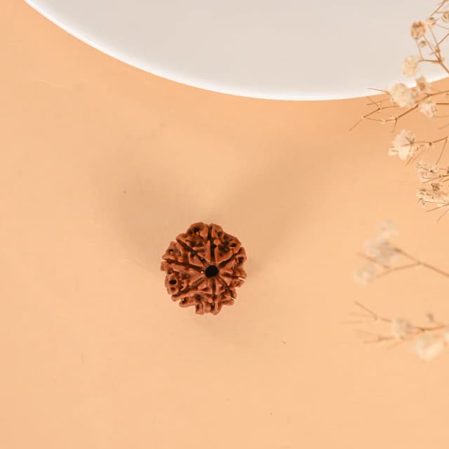 8 Mukhi Nepali Rudraksha - Aath Mukhi