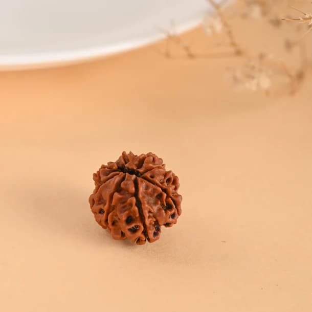 8 Mukhi Nepali Rudraksha - Aath Mukhi 2