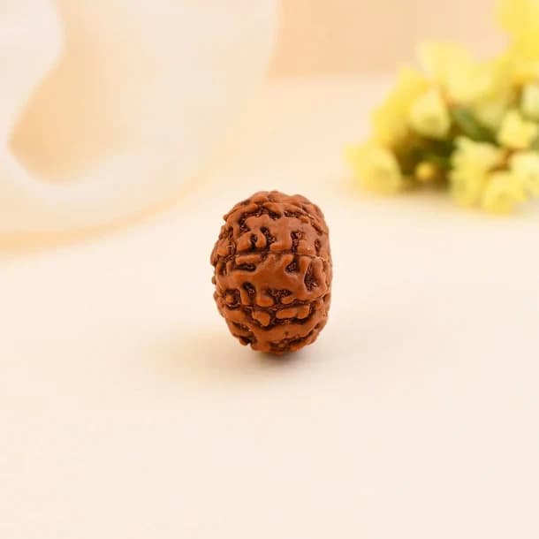 9 Mukhi Nepali Rudraksha - Nau Mukhi 3