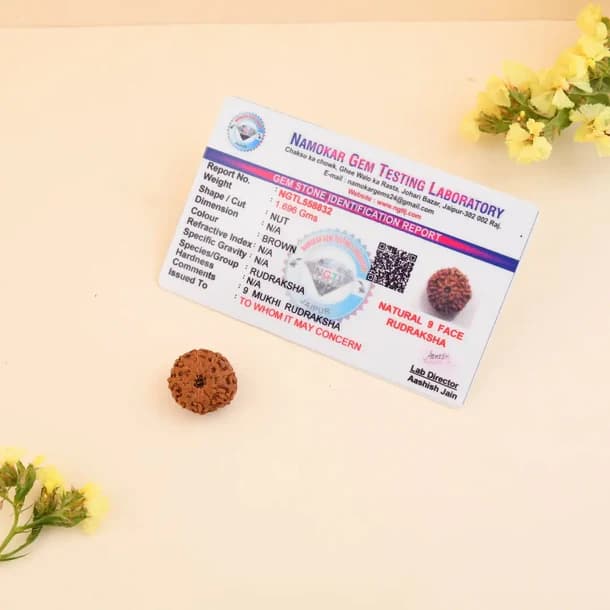 9 Mukhi Nepali Rudraksha - Nau Mukhi thumbnail 4