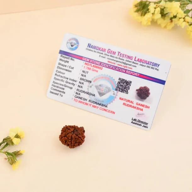 Ganesh Rudraksha thumbnail 3