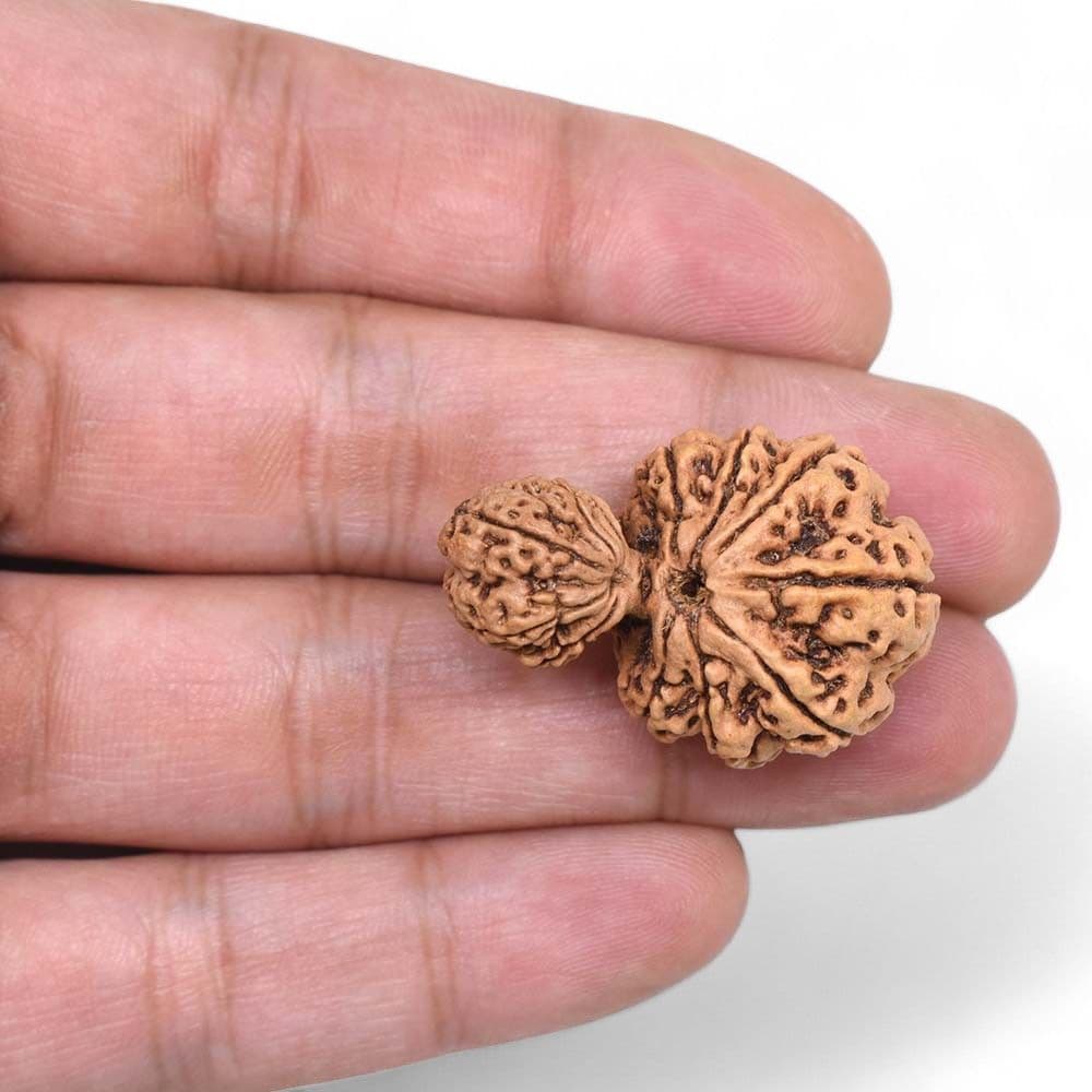 Garv Gauri Rudraksha 1