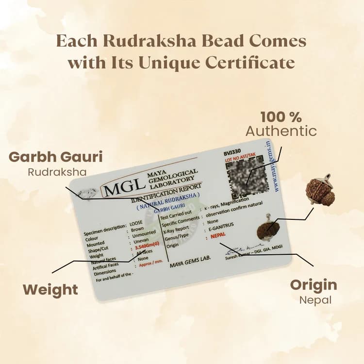 Garv Gauri Rudraksha 3