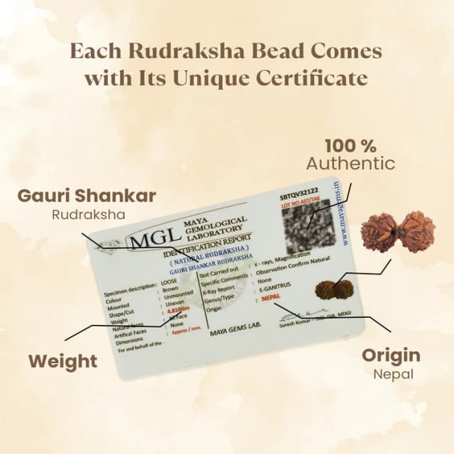 Gauri Shankar Rudraksha thumbnail 2